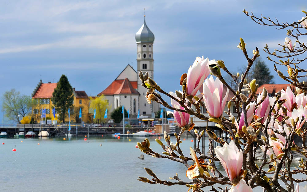 Magnolien an der Wasserburger Halbinsel